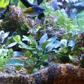 Cichlid Sand
